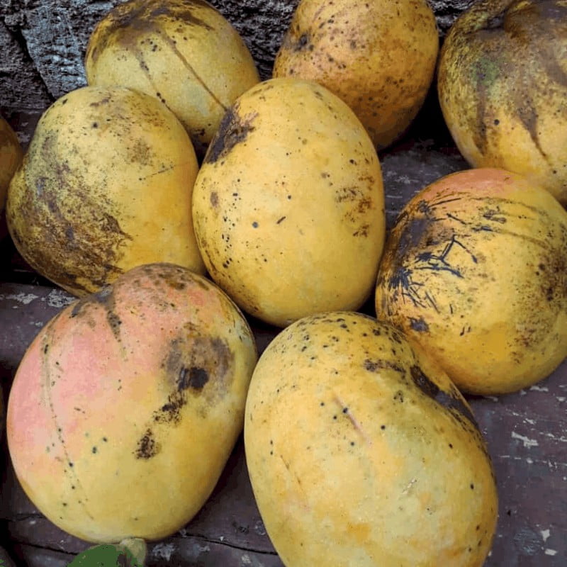 COMBO 1 - La Jabagricola (La Habana) - Imagen 2