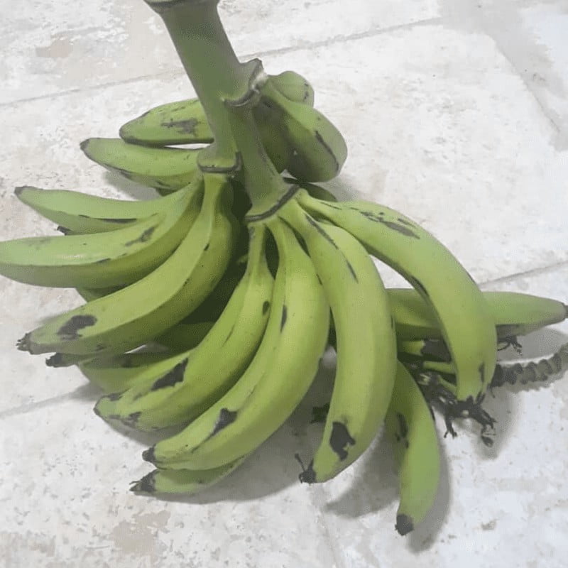 COMBO 1 - La Jabagricola (La Habana) - Imagen 6