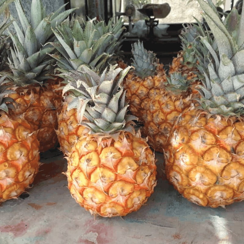 COMBO - La Jaba de Alina (Matanzas) - Imagen 3