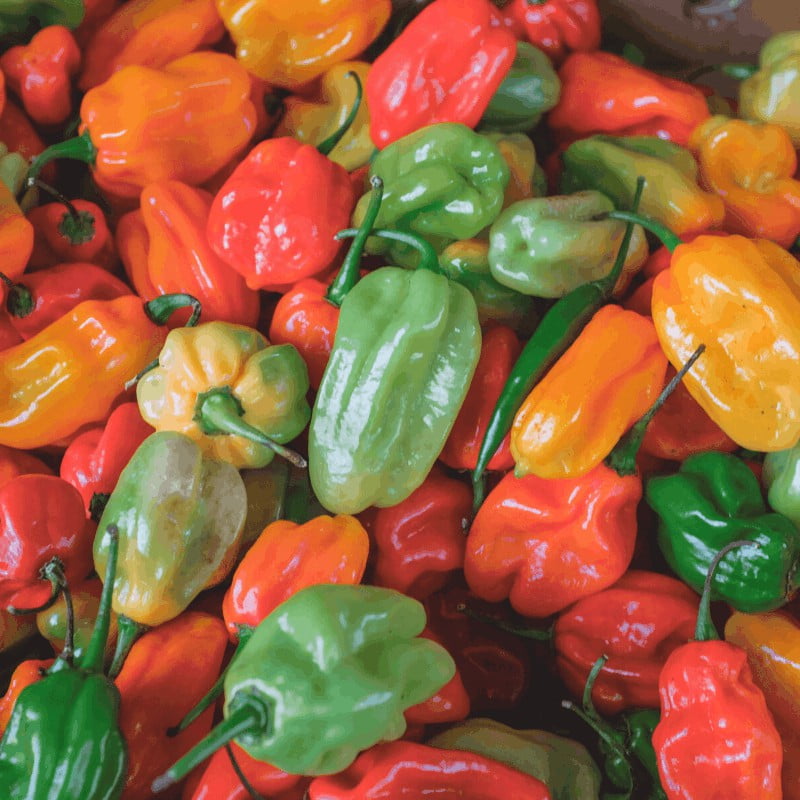 COMBO - La Jabegana (Matanzas) - Imagen 4